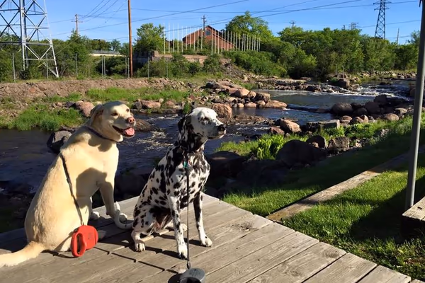 Off-Leash Dog Area at Riverside Park